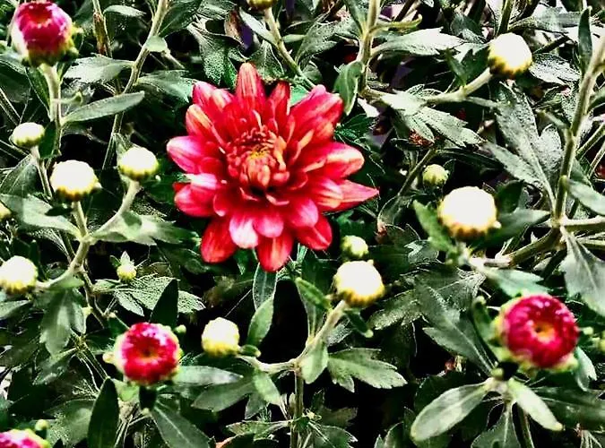 Stone House Gæstehus